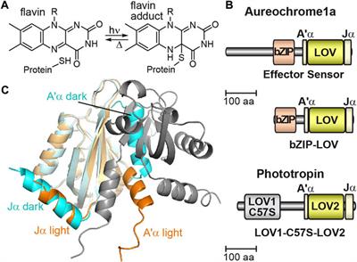 Time-resolved infrared difference spectroscopy in cells: Response of the basic region leucine zipper of aureochrome
